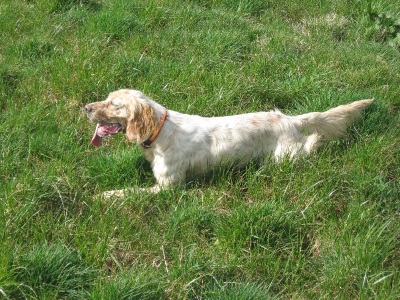 Ellie de la Forêt de la Bretesche