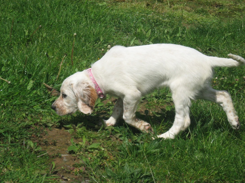 Ellie de la Forêt de la Bretesche