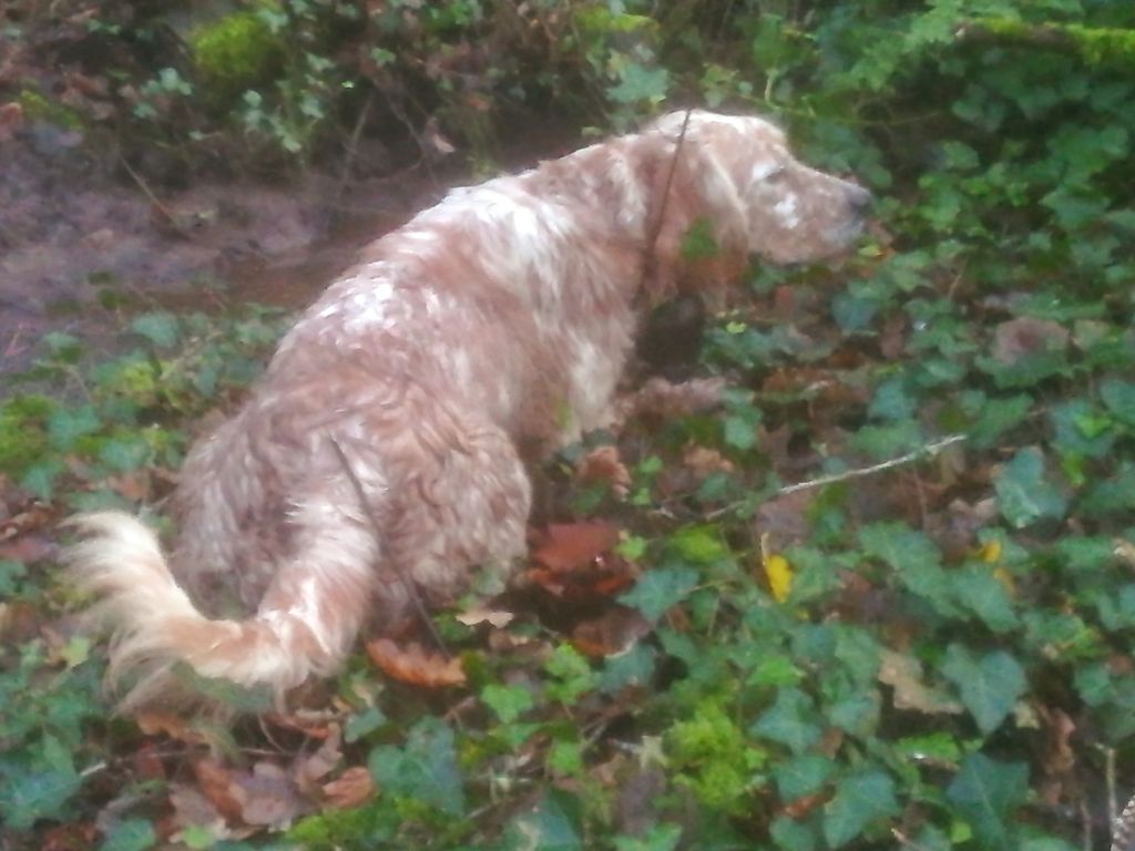 Maika Des forets correziennes